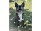 Adopt Maple Bar a Mixed Breed