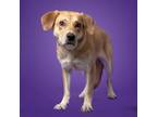 Adopt Marigold a Mixed Breed