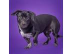 Adopt Violet a Mixed Breed