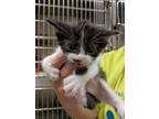 Adopt Macy/Kitten 2- moo moo a Domestic Short Hair