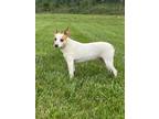 Adopt Princess Noodle a Jack Russell Terrier, Terrier