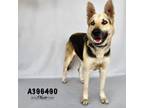 Adopt BRANDY a German Shepherd Dog