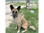 Adopt KARLIE KLOSS a German Shepherd Dog, Mixed Breed