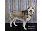 Adopt JAIME a Siberian Husky