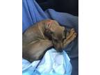Adopt GYOZA a Bloodhound, Mixed Breed
