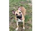 Adopt A397825 a Black Mouth Cur, Mixed Breed
