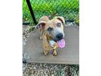 Adopt Willow a Mixed Breed