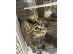 Adopt Sam Goody a Domestic Short Hair