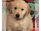 Golden Retriever PUPPY FOR SALE ADN-779221 - AKC Golden Retriever pups for sale