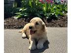 Goldendoodle PUPPY FOR SALE ADN-779248 - Looking for the perfect furry companion