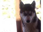 Siberian Husky PUPPY FOR SALE ADN-779272 - puppies must go