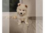 Samoyed PUPPY FOR SALE ADN-779294 - Samoyed puppies for sale