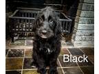 Labradoodle PUPPY FOR SALE ADN-779299 - Labradoodle puppies