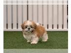 Shih Tzu PUPPY FOR SALE ADN-779300 - Female shih Tzu pupoy