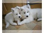 Samoyed PUPPY FOR SALE ADN-779304 - Samoyed puppies boys girls for sale