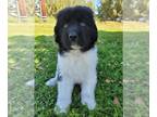 Newfoundland PUPPY FOR SALE ADN-779360 - AKC Newfoundland Litter