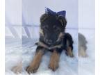 German Shepherd Dog PUPPY FOR SALE ADN-779370 - German shepherd