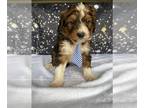 Bernedoodle (Miniature) PUPPY FOR SALE ADN-779376 - Bernedoodle miniature