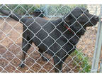 Adopt Channuk a Black Labrador Retriever, Shepherd