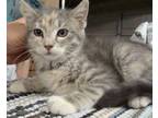 Adopt Tinkerbelle a Dilute Calico, Domestic Short Hair