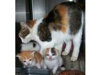 Adopt Bettye a Calico, Domestic Medium Hair