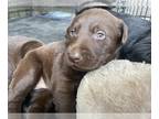Labrador Retriever PUPPY FOR SALE ADN-779380 - AKC Labrador Puppies