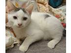 Adopt Beth a Turkish Van, Domestic Short Hair