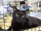 Adopt Moon - Forgotten Ike survivor! a Domestic Short Hair