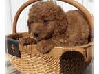 Goldendoodle (Miniature) PUPPY FOR SALE ADN-779382 - Kito