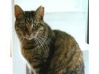 Adopt Ruthie - WONDERFUL kitty :-[) a Domestic Short Hair, Tabby