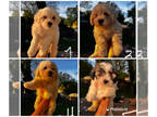 Bichon Frise-Poochon Mix PUPPY FOR SALE ADN-779390 - Ready for new loveable home