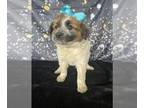 Australian Cattle Dog-Great Pyrenees Mix PUPPY FOR SALE ADN-779392 - Great