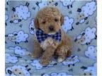 Poodle (Toy) PUPPY FOR SALE ADN-779398 - Toy Poodle male