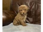 Poodle (Toy) PUPPY FOR SALE ADN-779399 - Toy Poodle male