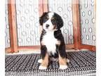 Bichpoo PUPPY FOR SALE ADN-779410 - Loki Fun male Poochon Puppy for Sale in