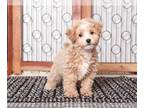 Maltipoo PUPPY FOR SALE ADN-779413 - Tinkerbell Loving female Maltipoo Puppy