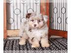 F2 Aussiedoodle PUPPY FOR SALE ADN-779414 - June Beautiful Chocolate Merle