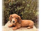 Dachshund PUPPY FOR SALE ADN-779416 - Ruby