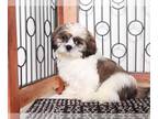 Shih Tzu PUPPY FOR SALE ADN-779418 - Chip Loving Little Male Shih Tzu Puppy For