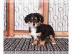 Bernedoodle (Miniature) PUPPY FOR SALE ADN-779420 - Duke Gentle Male TriColored