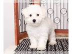 Bichon Frise PUPPY FOR SALE ADN-779422 - Max Cute Male AKC Bichon Frise Puppy