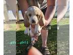 Basset Hound PUPPY FOR SALE ADN-779430 - Ckc basset hound