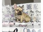 French Bulldog PUPPY FOR SALE ADN-779442 - AKC frenchie Fench Bulldog Puppy