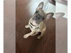 French Bulldog PUPPY FOR SALE ADN-779446 - Theo