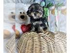 Yorkshire Terrier PUPPY FOR SALE ADN-779447 - YORKSHIRER