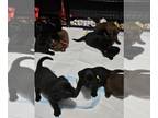 Labrador Retriever PUPPY FOR SALE ADN-779448 - AKC labs