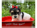 Morkie PUPPY FOR SALE ADN-779455 - Female Morkie