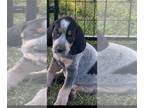 Bluetick Coonhound PUPPY FOR SALE ADN-779457 - Blue tick 11