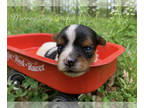 Biewer Terrier PUPPY FOR SALE ADN-779463 - Biewer Terrier Female
