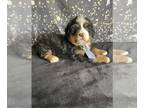 Bernese Mountain Dog PUPPY FOR SALE ADN-779465 - Bernese Mountain Dog AKC